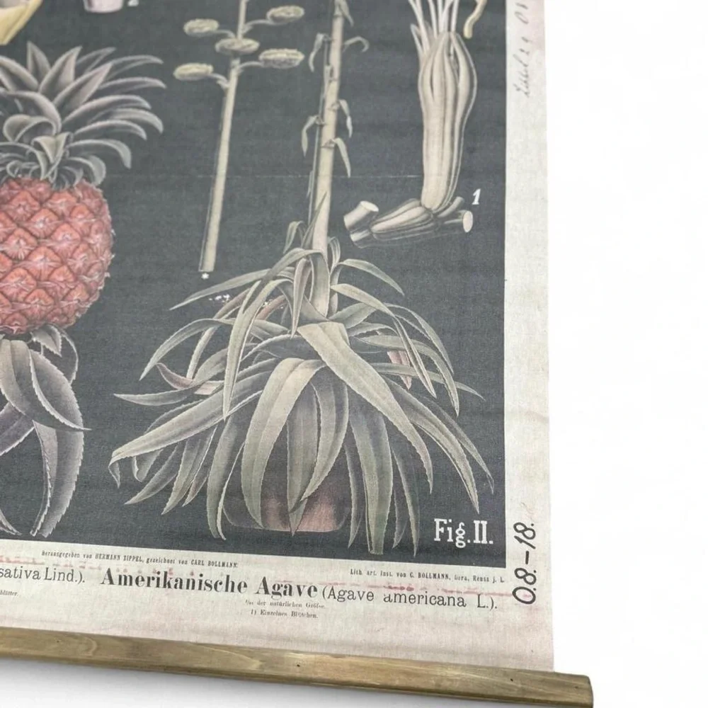 Antique German Botanical School Chart Pineapple Ananas Zippel Linen Vieweg c1900